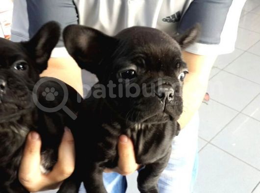 Fransiz Bulldog Yavrulari Çi̇ftli̇kten görsel