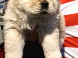 Chow Chow Yavrulari Mama Ve Malzeme Kampanyali
