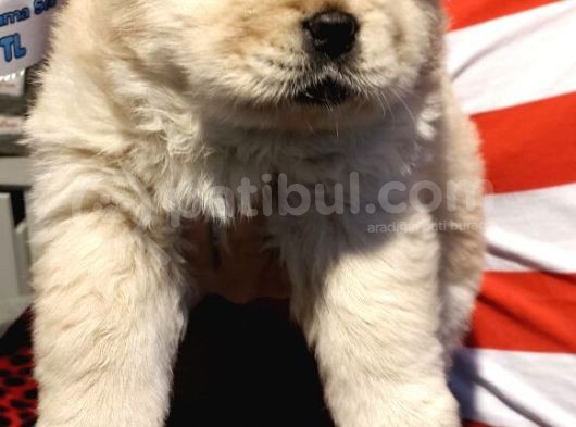 Chow Chow Yavrulari Mama Ve Malzeme Kampanyali görsel