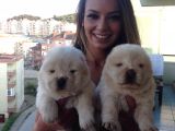 Chow Chow Yavrulari Mama Ve Malzeme Kampanyali