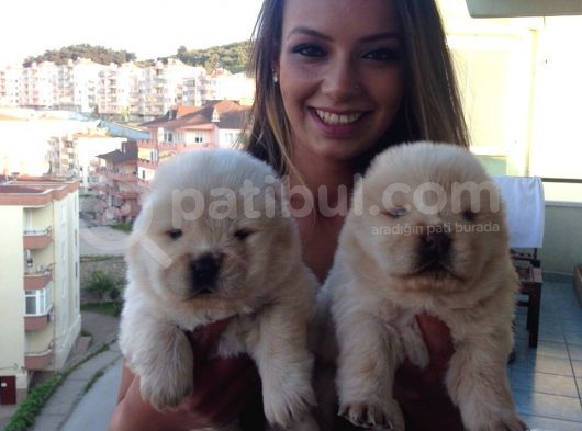 Chow Chow Yavrulari Mama Ve Malzeme Kampanyali görsel