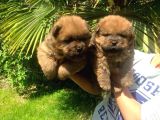 Chow Chow Yavrulari Mama Ve Malzeme Kampanyali