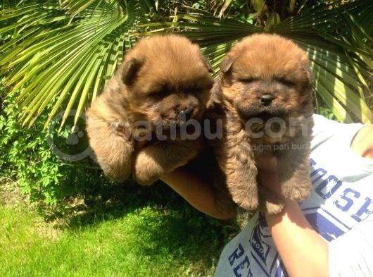 Chow Chow Yavrulari Mama Ve Malzeme Kampanyali görsel