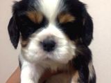 Cavai̇ller King Charles Yavrulari Mama Ve Malzeme Kampanyali