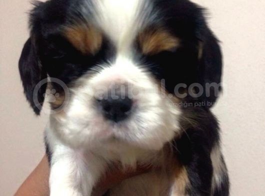 Cavai̇ller King Charles Yavrulari Mama Ve Malzeme Kampanyali görsel
