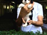 Cavai̇ller King Charles Yavrulari Mama Ve Malzeme Kampanyali