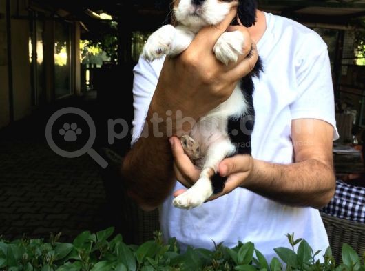 Cavai̇ller King Charles Yavrulari Mama Ve Malzeme Kampanyali görsel