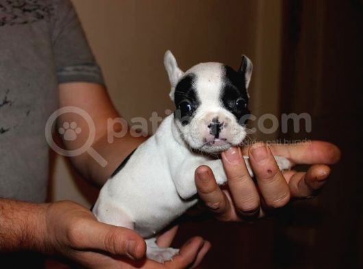Fransiz Bulldog Yavrulari Çi̇ftli̇kten görsel