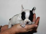 Fransiz Bulldog Yavrulari Çi̇ftli̇kten