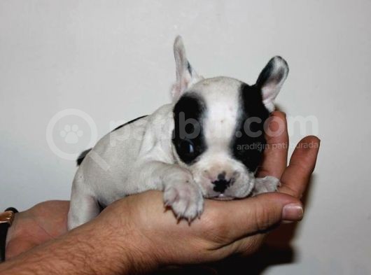 Fransiz Bulldog Yavrulari Çi̇ftli̇kten görsel