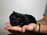 Fransiz Bulldog Yavrulari Çi̇ftli̇kten
