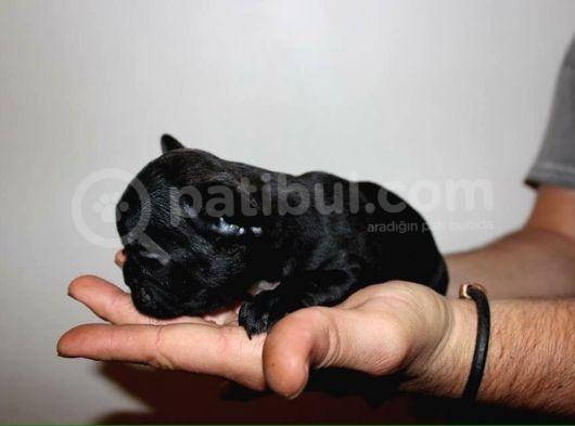 Fransiz Bulldog Yavrulari Çi̇ftli̇kten görsel