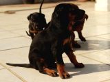 Şampi̇yon Fci Secereli̇ Doberman  Yavrulari