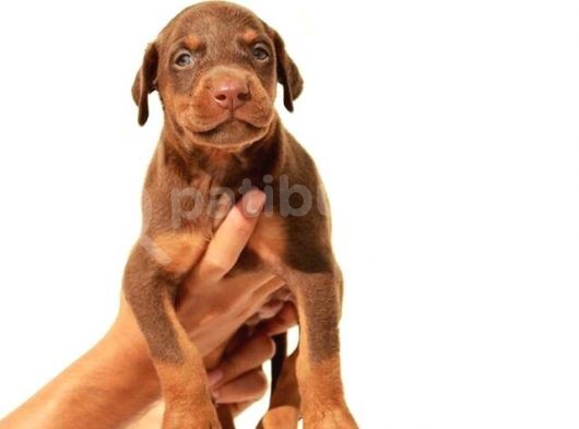 Şampi̇yon Fci Secereli̇ Doberman  Yavrulari görsel