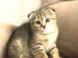 Scottish Fold Golden Tabby