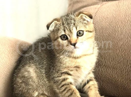 Scottish Fold Golden Tabby görsel
