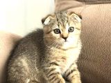 Scottish Fold Golden Tabby