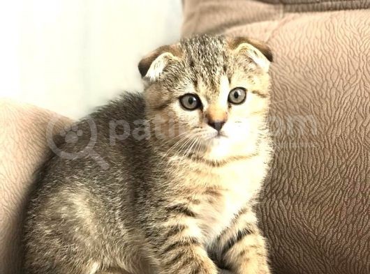 Scottish Fold Golden Tabby görsel