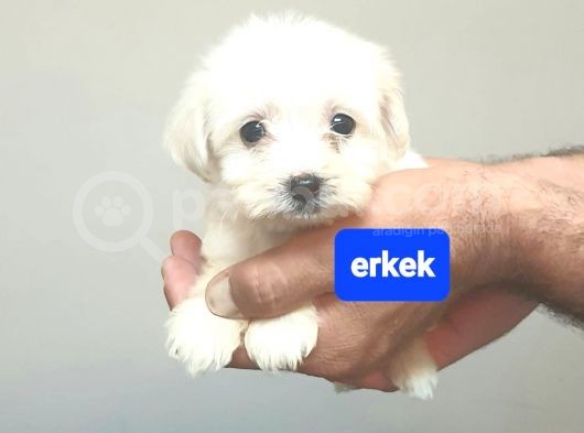 Disi Miniğim 55Günlük Orjinal Minyatür görsel