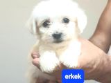 Disi Miniğim 55Günlük Orjinal Minyatür
