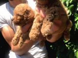 Maltipoo Yavrulari Mama Ve Malzeme Kampanyali