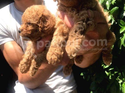 Maltipoo Yavrulari Mama Ve Malzeme Kampanyali görsel