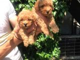 Maltipoo Yavrulari Mama Ve Malzeme Kampanyali