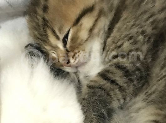Ücretli Sahiplendiriyoruz