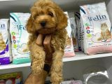 Cockapoo Orjinal Irktır Ilk Kandan