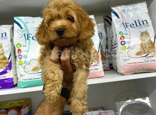 Cockapoo Orjinal Irktır Ilk Kandan