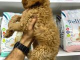 Cockapoo Orjinal Irktır Ilk Kandan