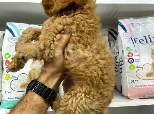 Cockapoo Orjinal Irktır Ilk Kandan görsel
