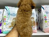 Cockapoo Orjinal Irktır Ilk Kandan