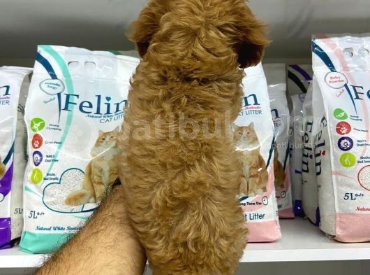Cockapoo Orjinal Irktır Ilk Kandan görsel