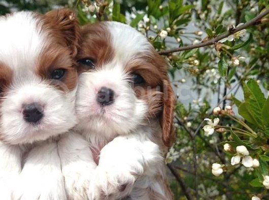 Cavai̇ller King Charles Yavrulari Mama Ve Malzeme Kampanyali