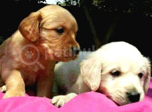 Golden Yavrulari Mama Ve Malzeme Kampanyali görsel