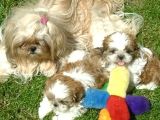 Shih Tzu Yavrulari Çi̇ftli̇kten