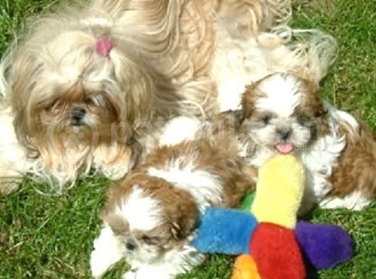 Shih Tzu Yavrulari Çi̇ftli̇kten görsel