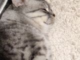 Gümüş British Shorthair Oğlum