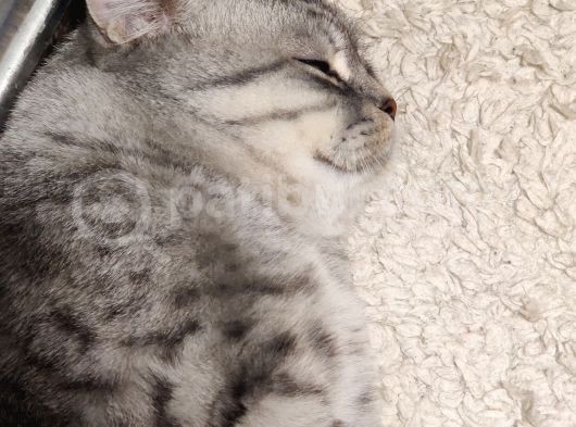 Gümüş British Shorthair Oğlum