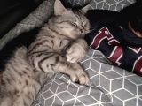 Gümüş British Shorthair Oğlum