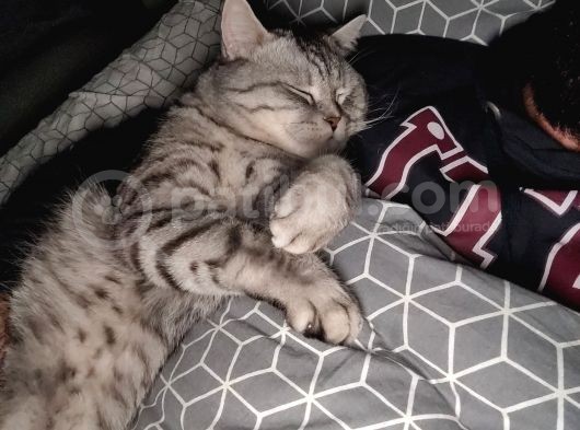 Gümüş British Shorthair Oğlum görsel
