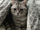 Gümüş British Shorthair Oğlum