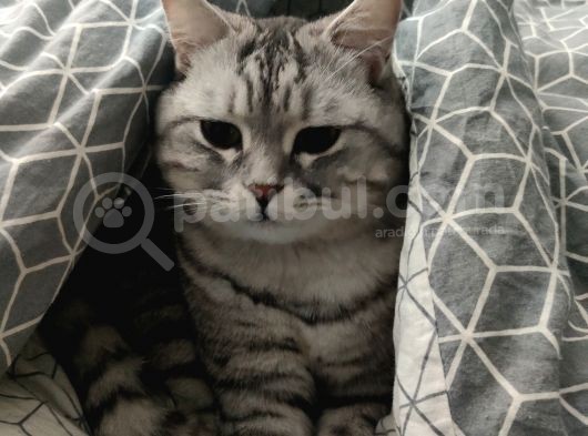 Gümüş British Shorthair Oğlum görsel
