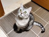 Gümüş British Shorthair Oğlum