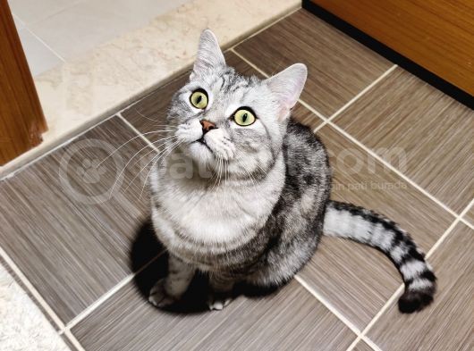 Gümüş British Shorthair Oğlum görsel