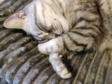 Gümüş British Shorthair Oğlum