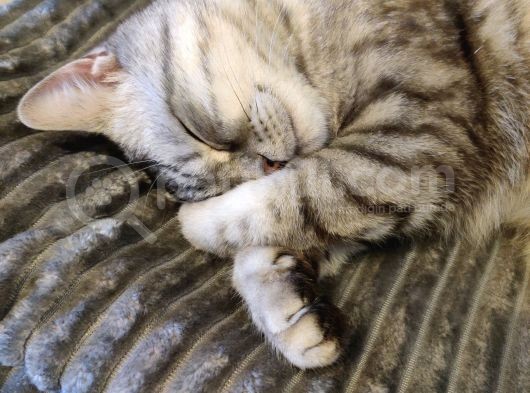 Gümüş British Shorthair Oğlum görsel