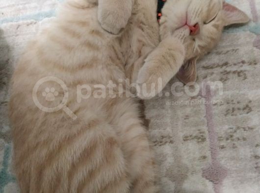 British Shorthair görsel