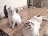 British Shorthair Blue Point 3 Aylık Dişi